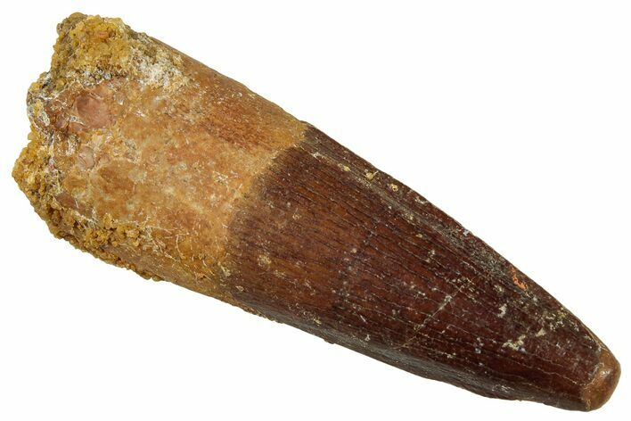 Fossil Spinosaurus Tooth - Real Dinosaur Tooth #329512